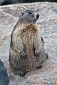 Marmottes